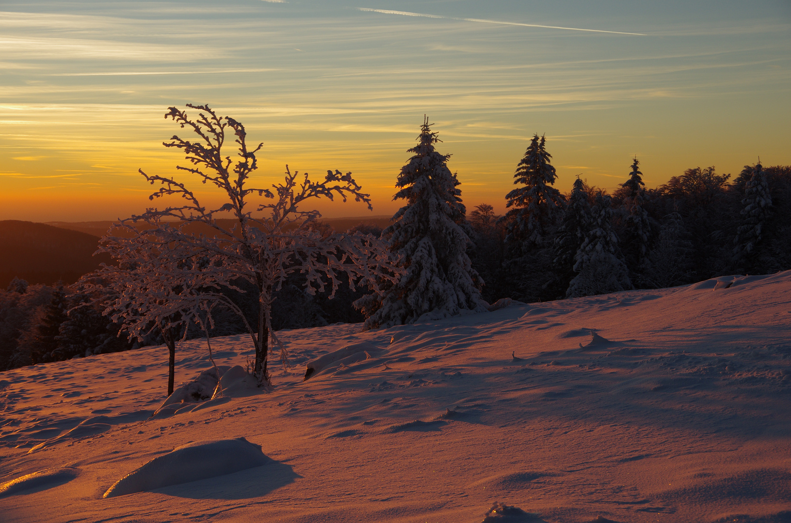 Beauté froide