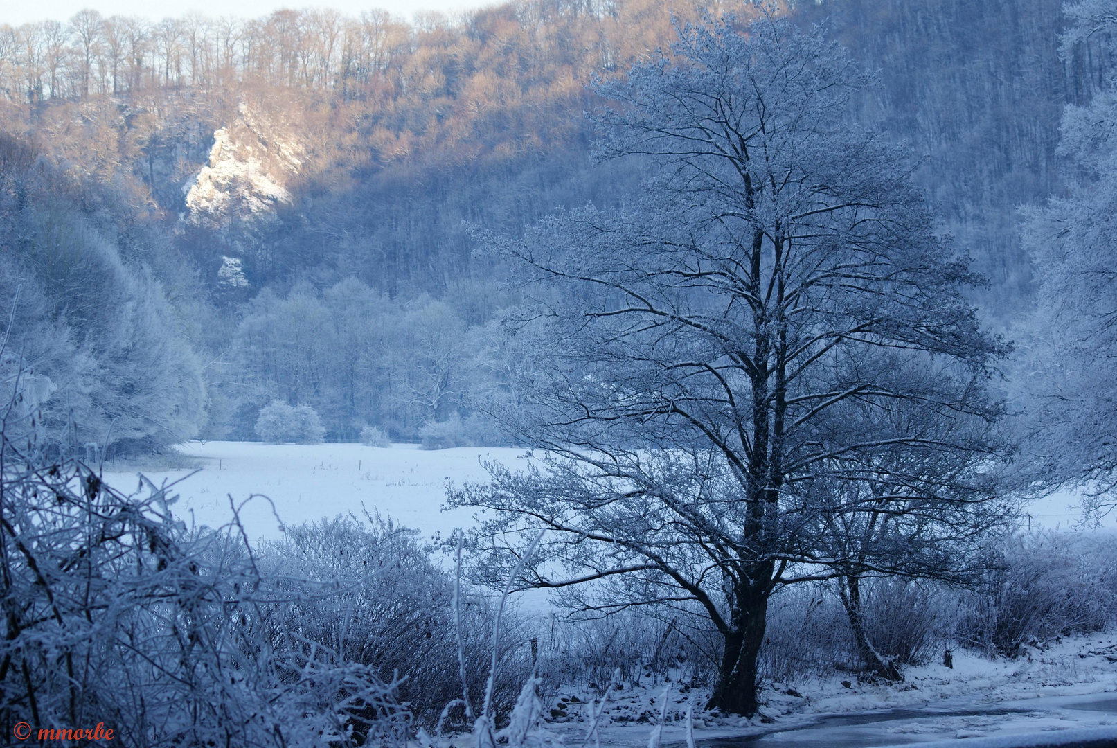 Beauté hivernale