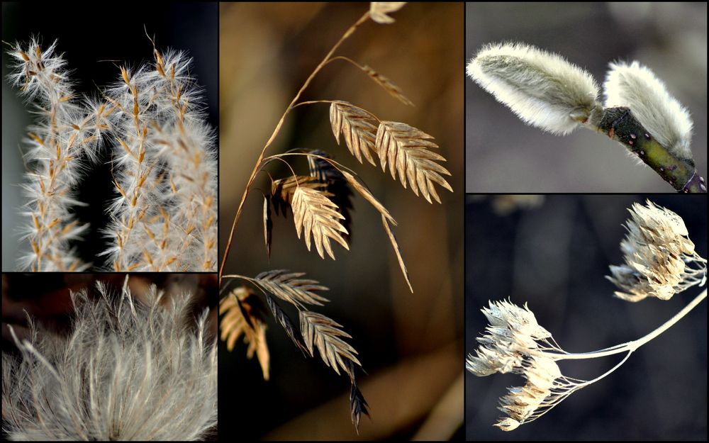 Beauté hivernale