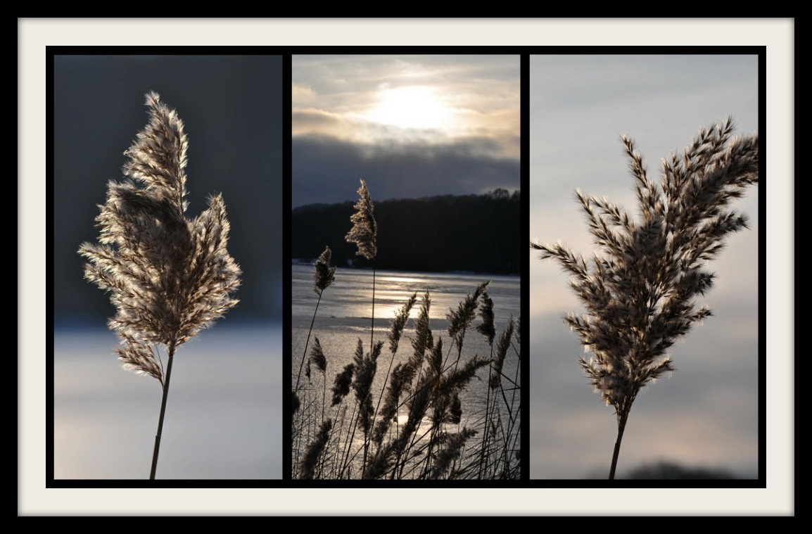 Beauté hivernale