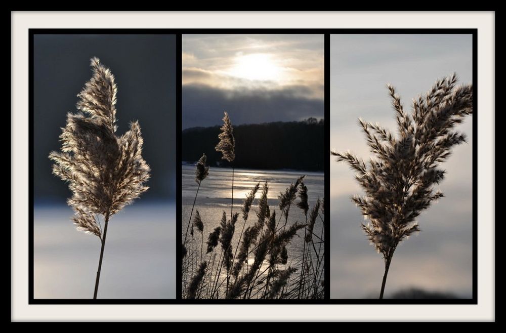 Beauté hivernale