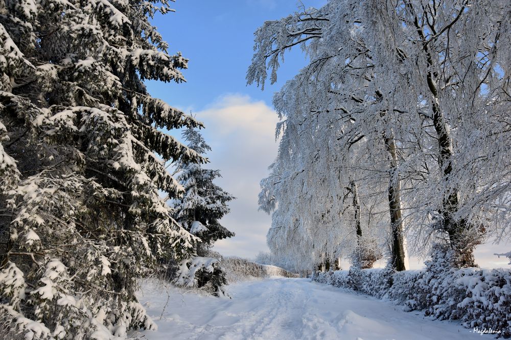 Beauté hivernale