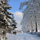 Beauté hivernale