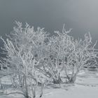 Beauté hivernale