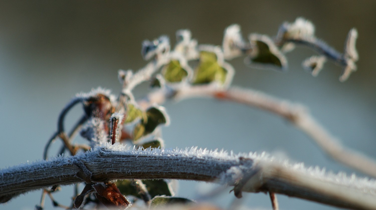 Beauté hivernale.4