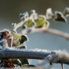 Beauté hivernale.4