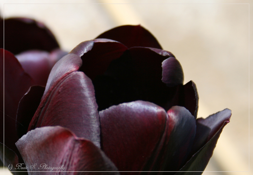 Beauté Noire