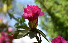 Beauté printanière