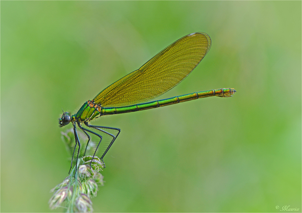 * Beauté verte *