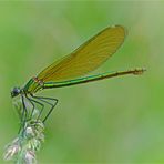 * Beauté verte *