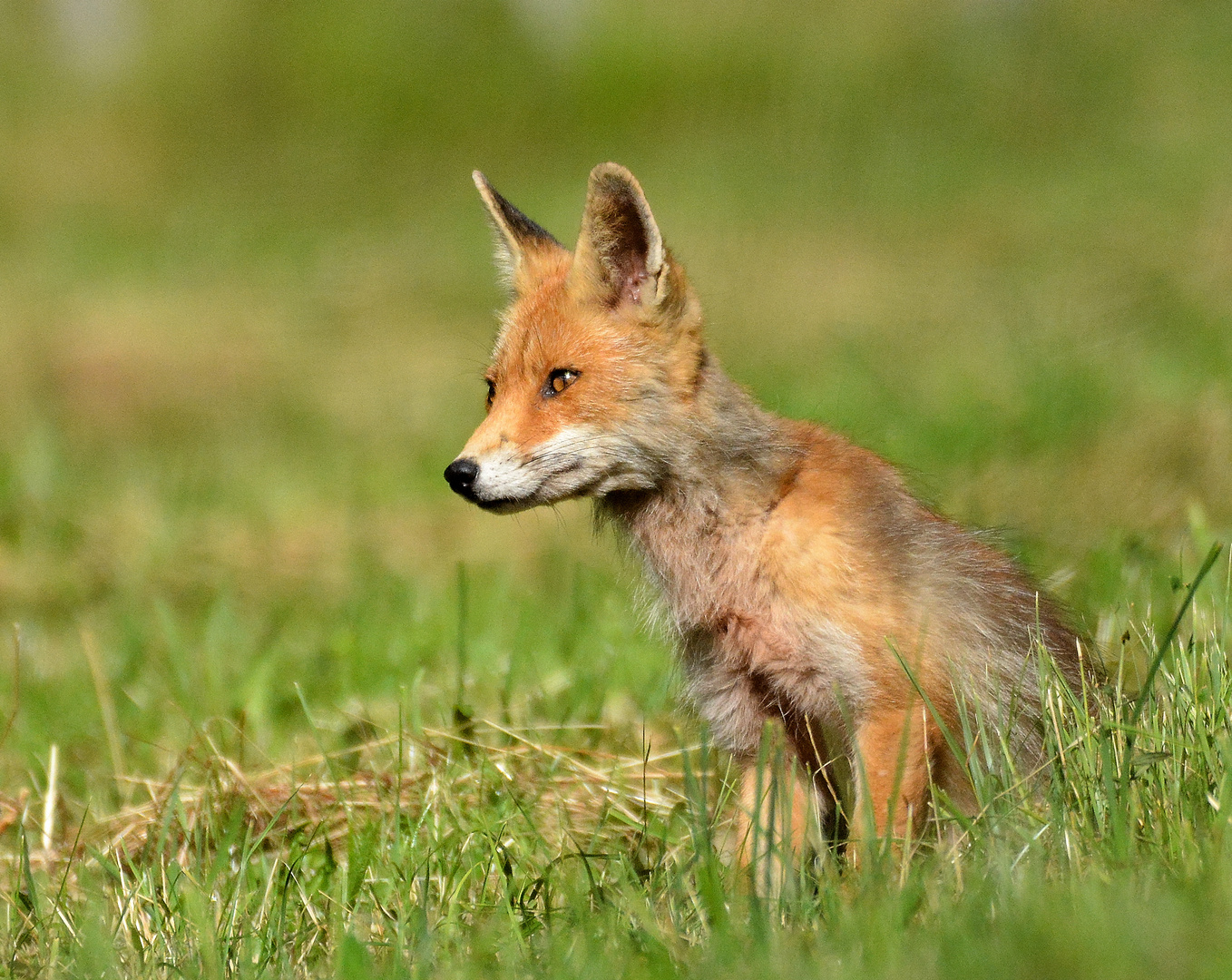 Beauté vulpine ...