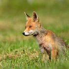 Beauté vulpine ...