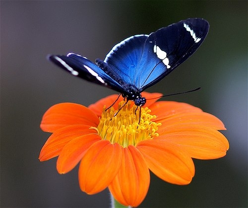 beautée de madagascar