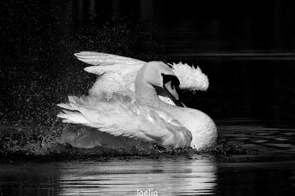 beautee elegance en noir et blanc 