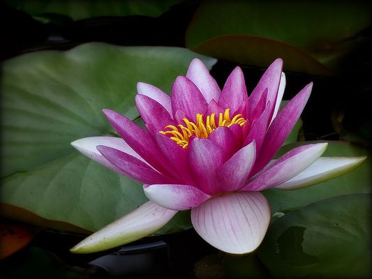 Beauteous water lily