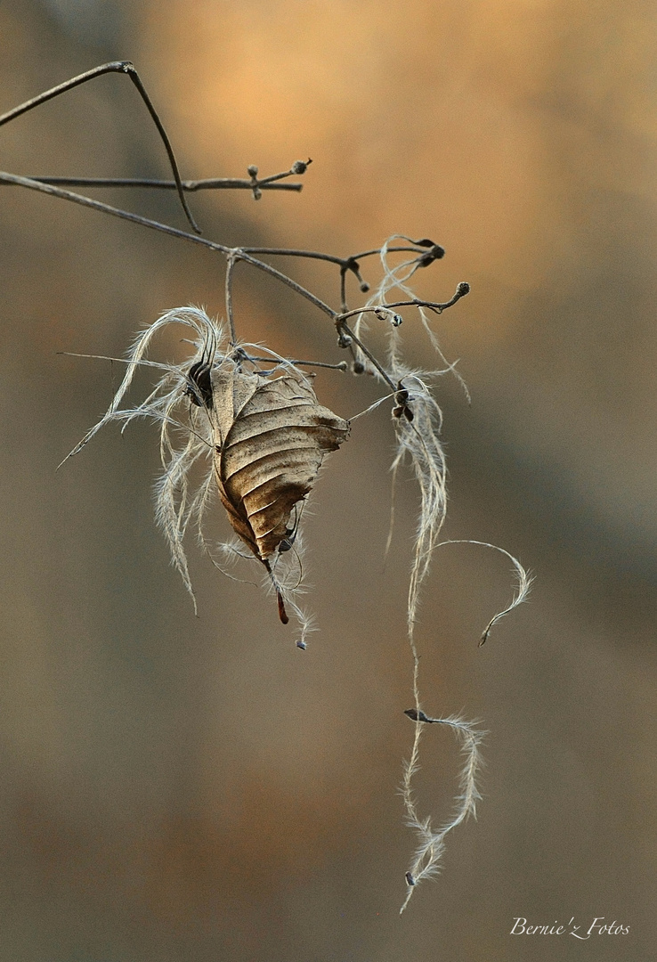 Beautés de la nature