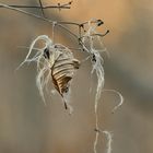 Beautés de la nature