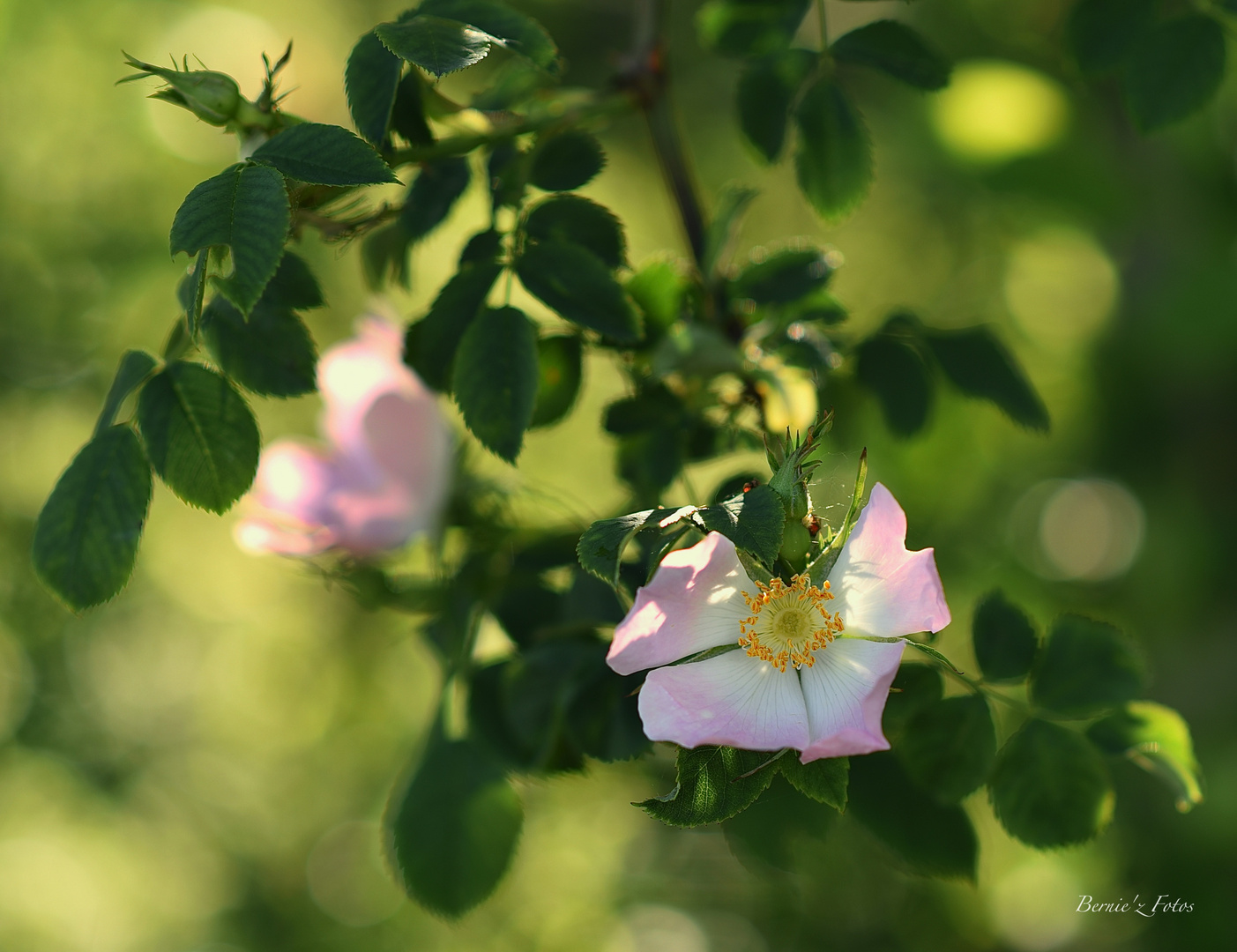 Beautés de la nature