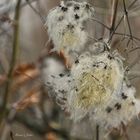 Beautés de la nature