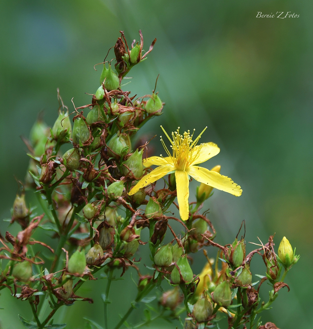 Beautés de la nature