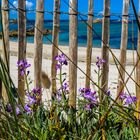 Beautés de la plage bretonne 