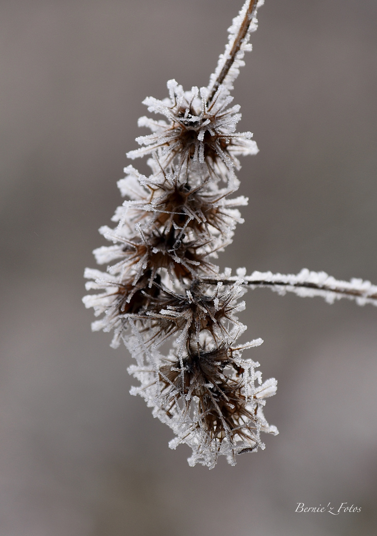 Beautés de l'hiver