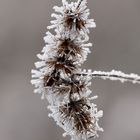 Beautés de l'hiver