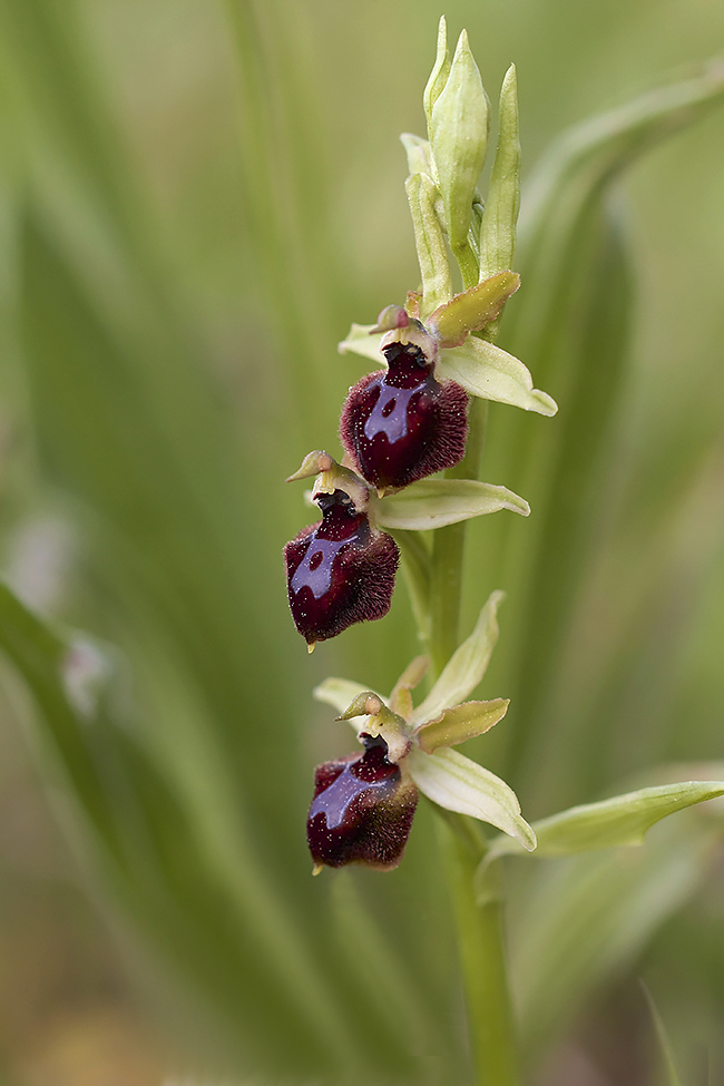 Beautés Provinciales : Ophrix Provincialis