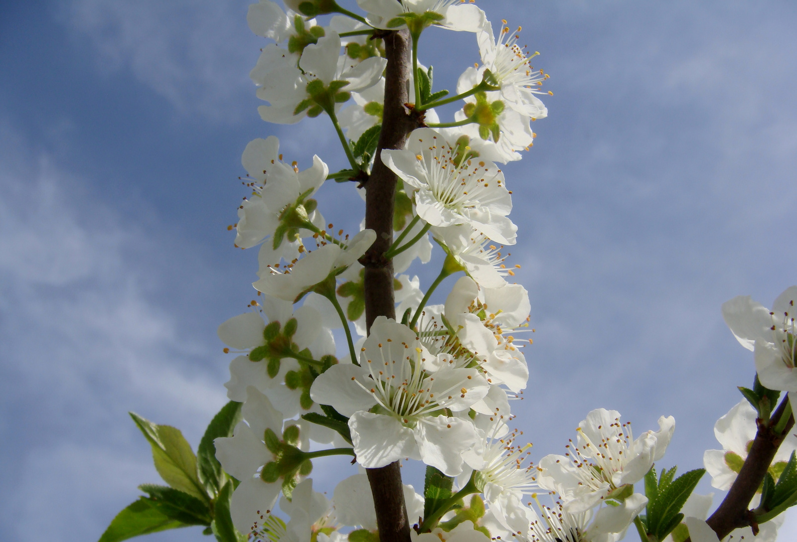 Beauties of Spring