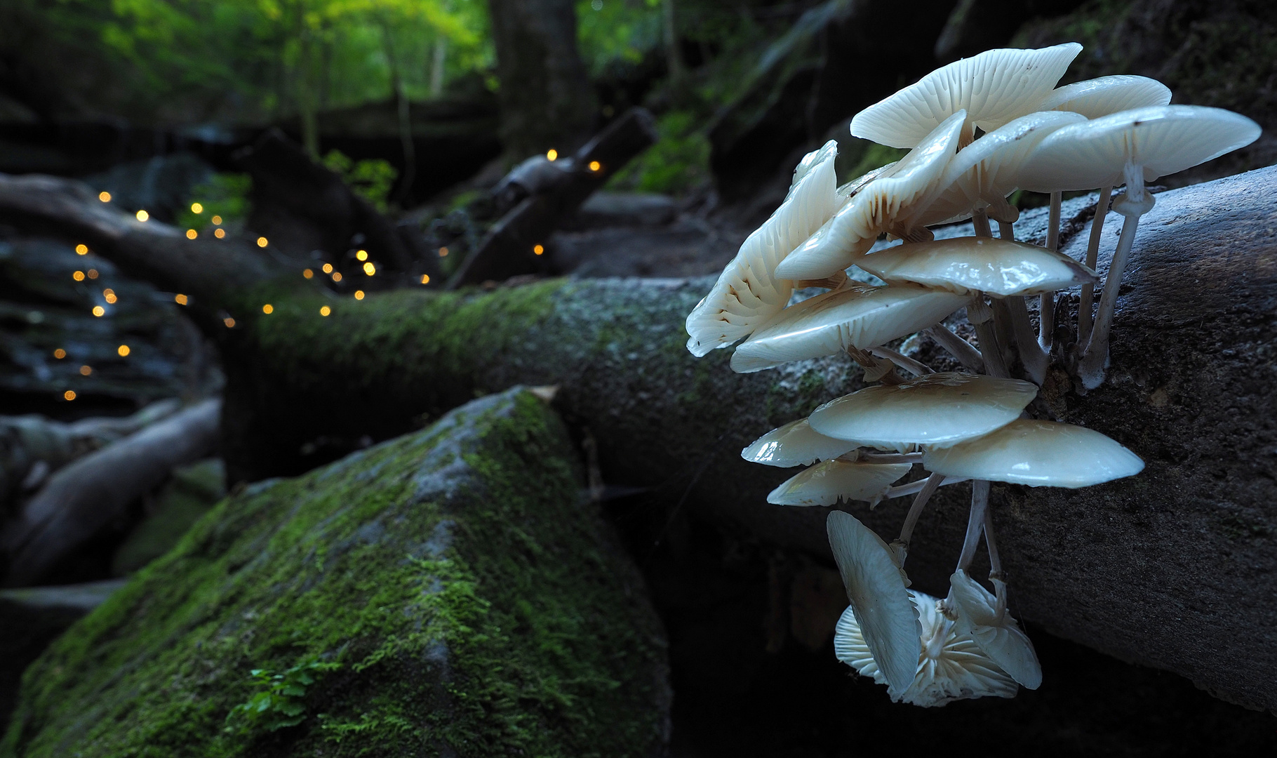 Beauties of the forest