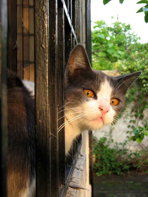 Beautiful and expressive eyes