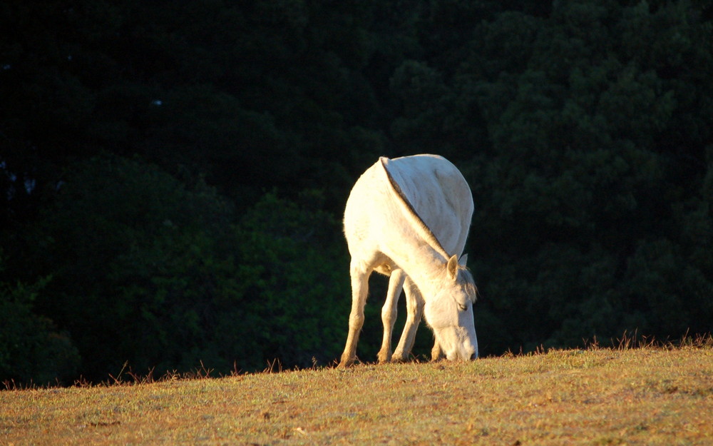 Beautiful Animal