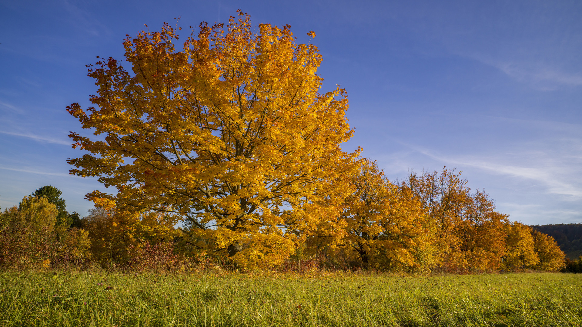 beautiful autumn