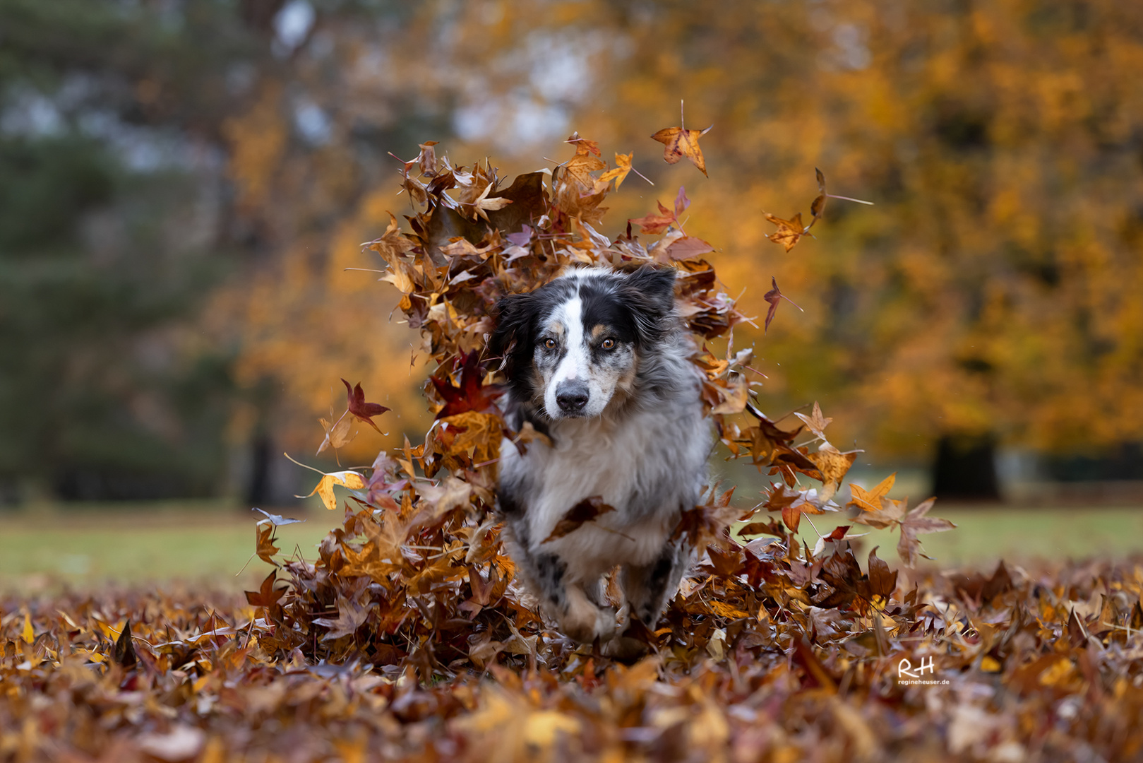 Beautiful Autumn