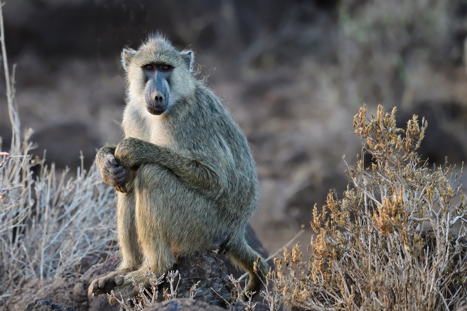 Beautiful baboon 