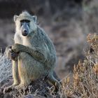 Beautiful baboon 