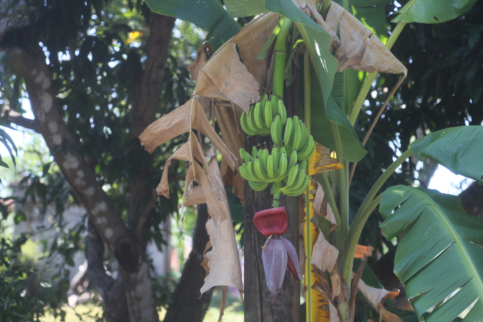 Beautiful Bananas Costa Rica 