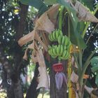 Beautiful Bananas Costa Rica 