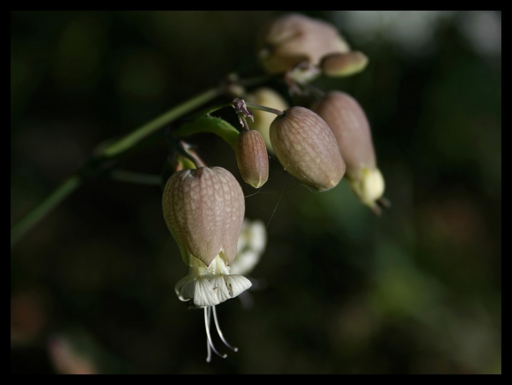 Beautiful Bells...