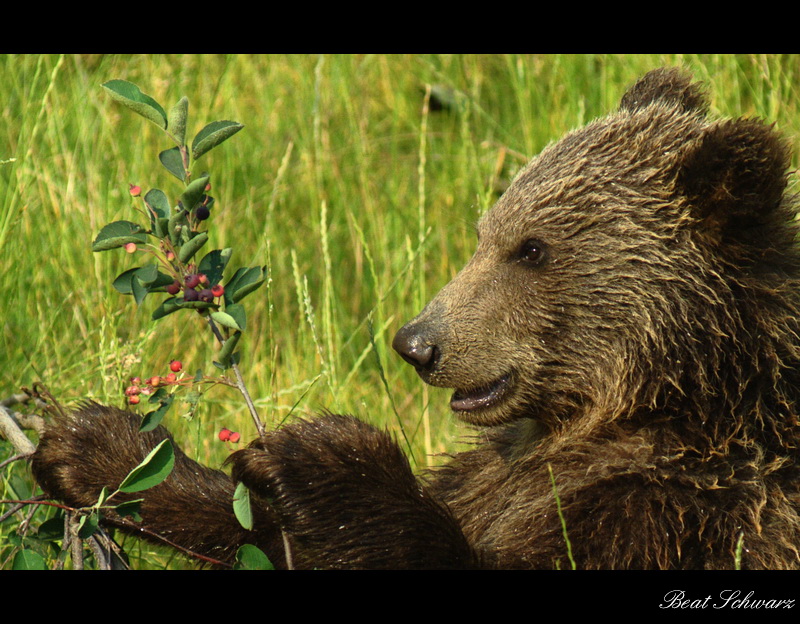 beautiful berries..