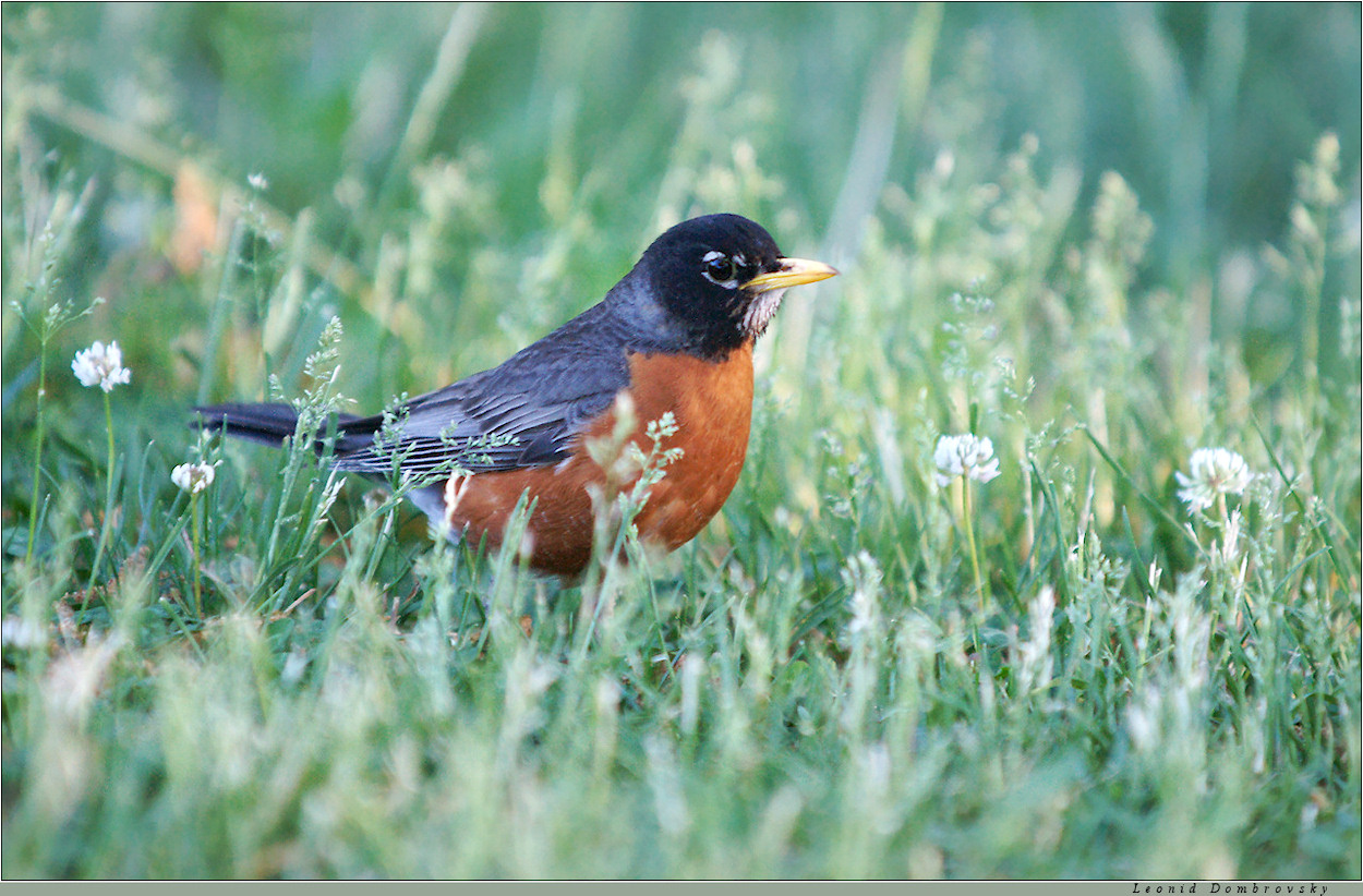 Beautiful bird