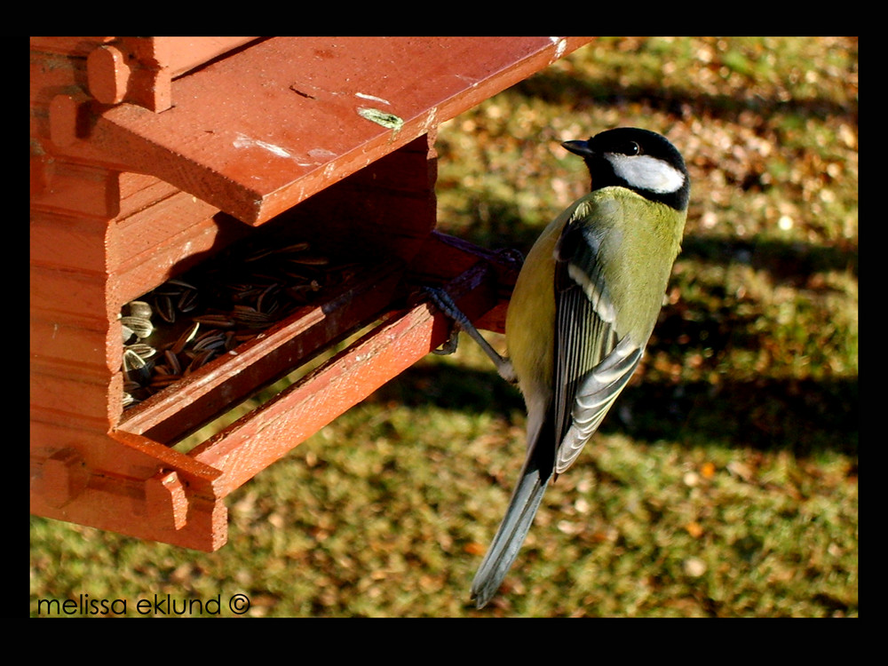 beautiful bird