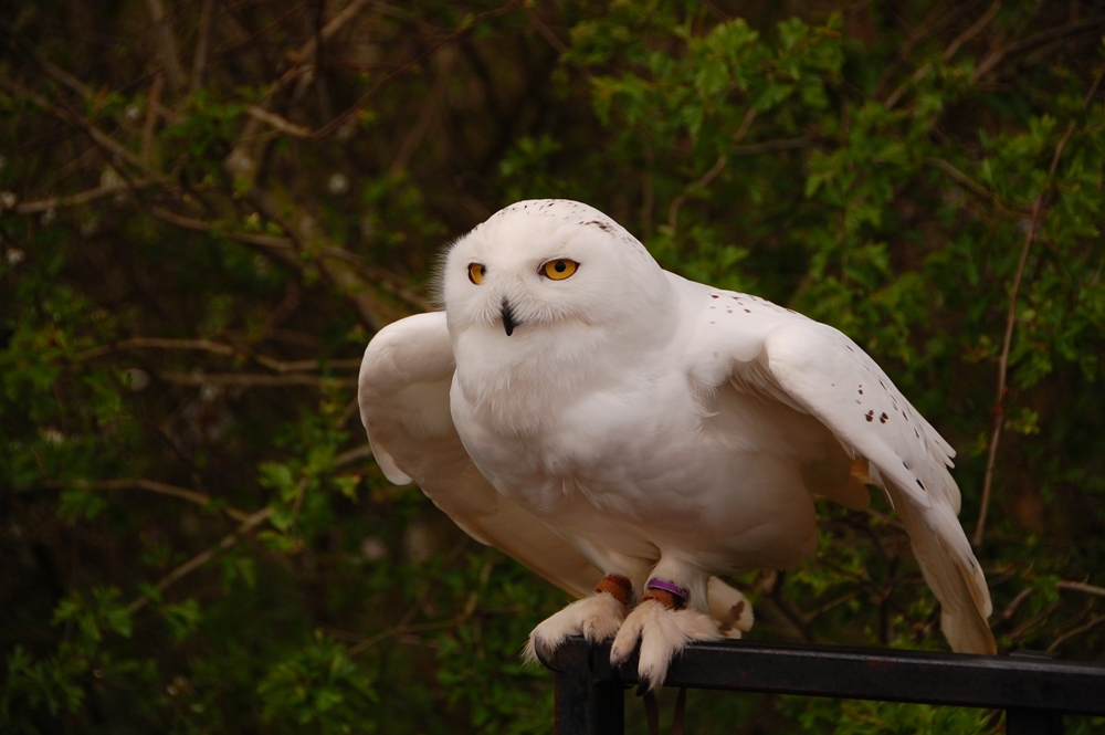 Beautiful bird