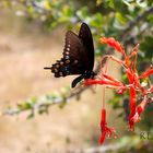 Beautiful Black Lady