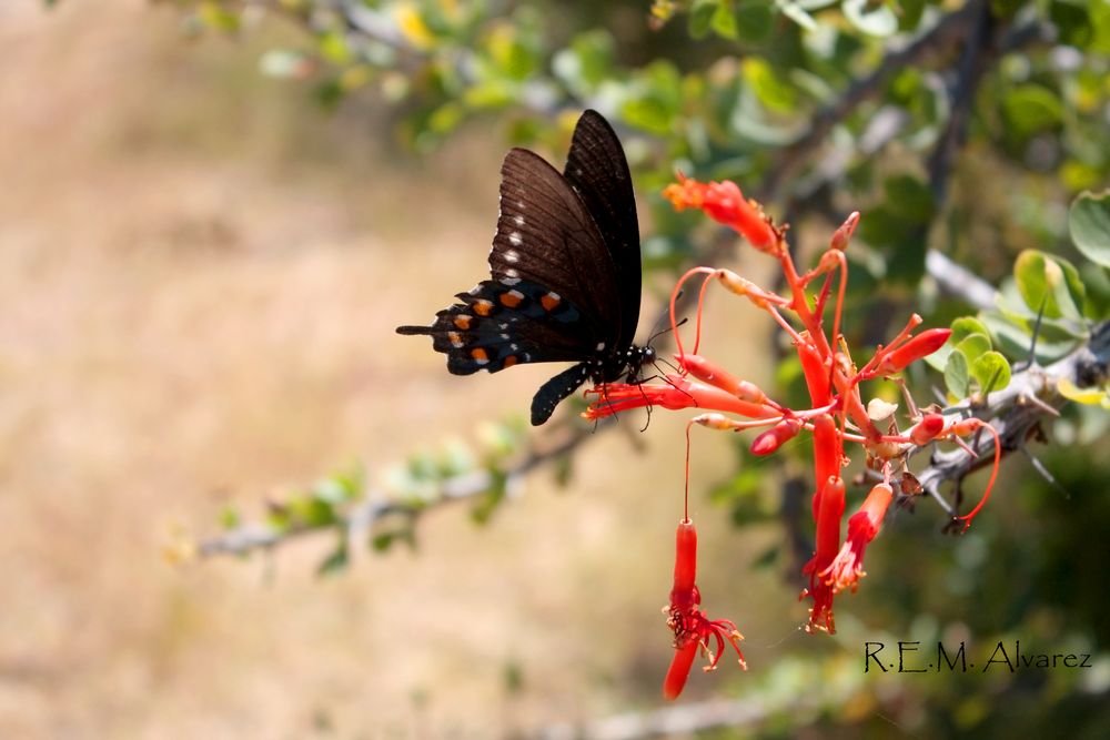 Beautiful Black Lady