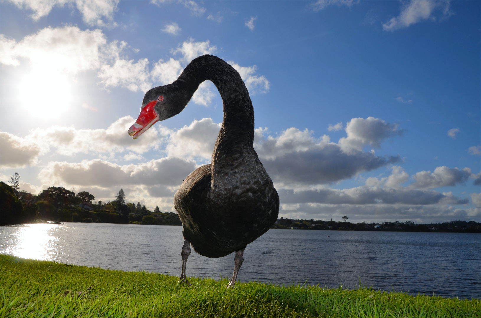 Beautiful Black Swan