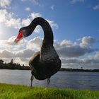 Beautiful Black Swan