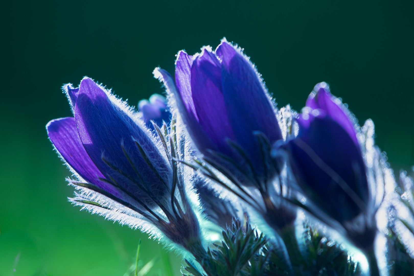 Beautiful Blossoms