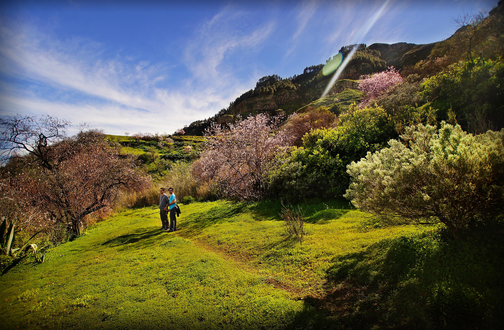 Beautiful Blossoms