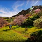 Beautiful Blossoms